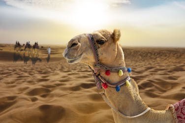 Trekking in cammello al tramonto con spettacoli e barbecue ad Al Khayma da Dubai